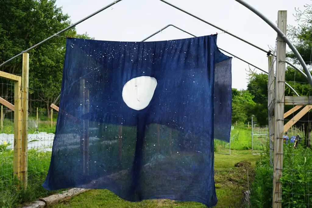 Lia chavez, infinite seed