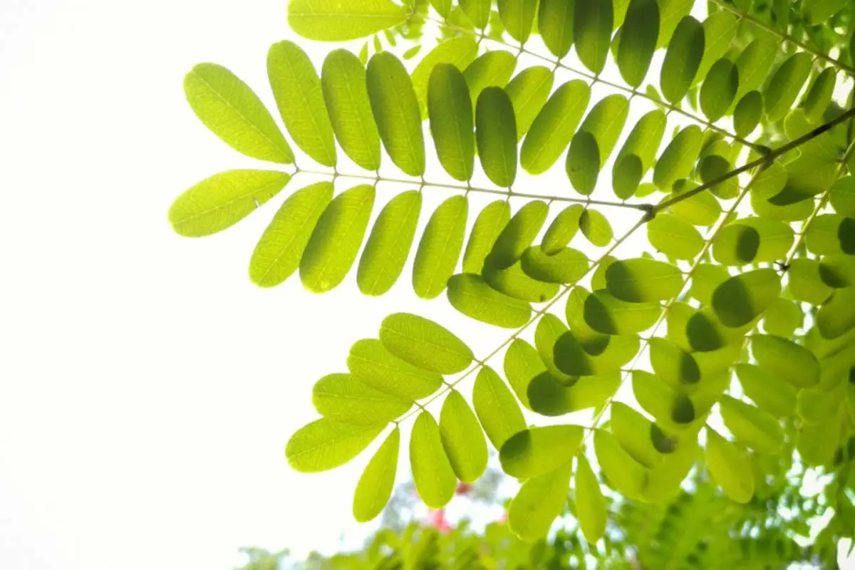 moringa