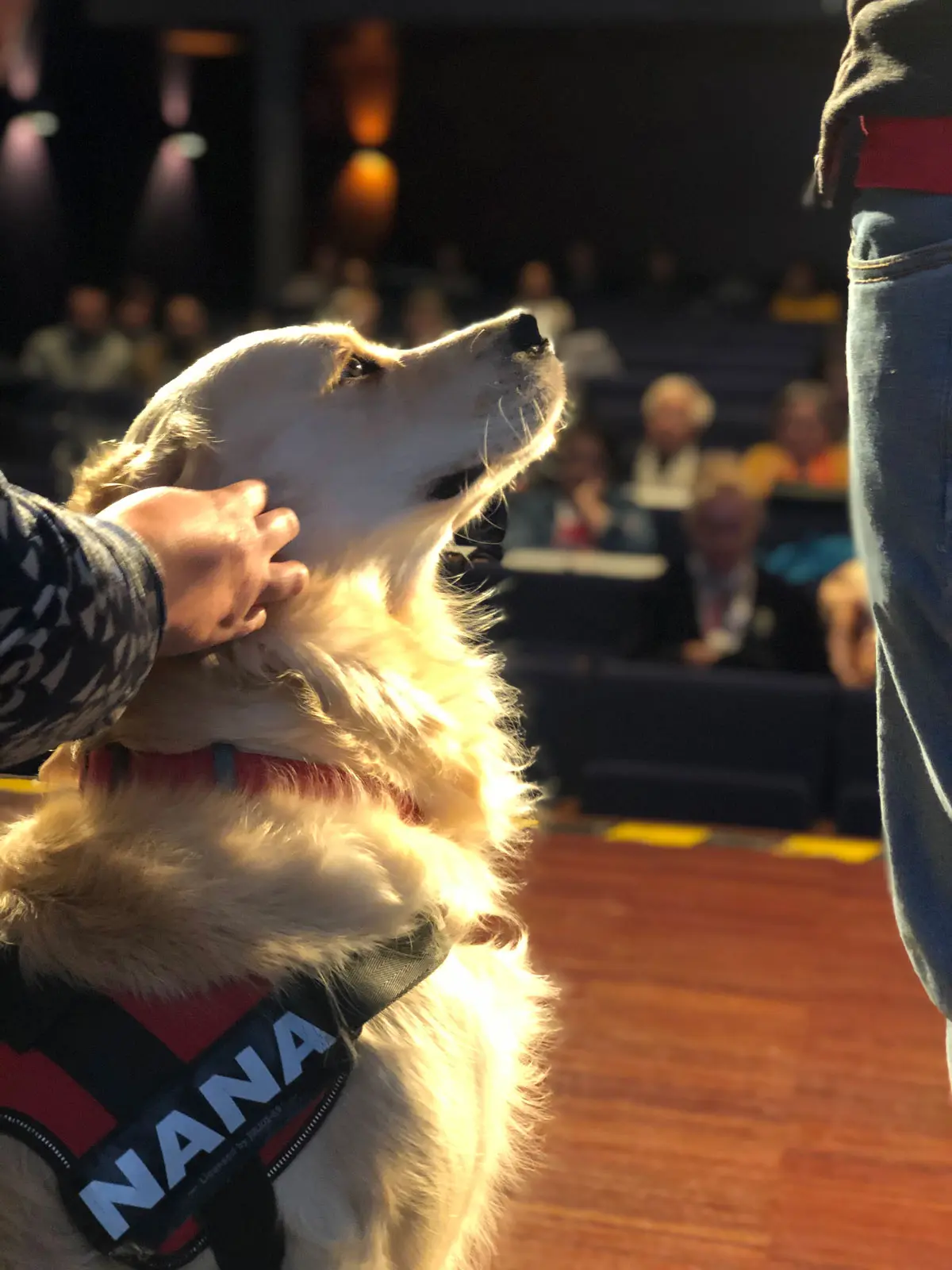 Perros de asistencia: cuando una mascota le puede salvar la vida