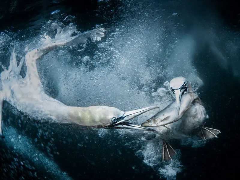 Galería: Vea las fotos finalistas del Sony World Photography Awards 2019