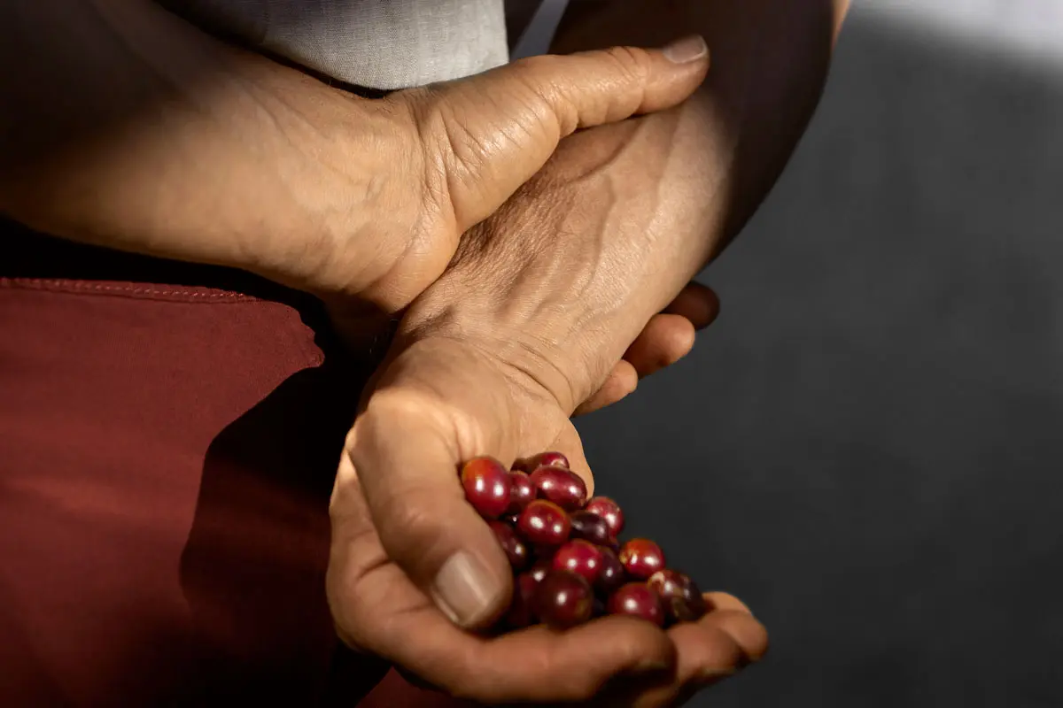 Master Origin Nicaragua La Cumplida Refinada