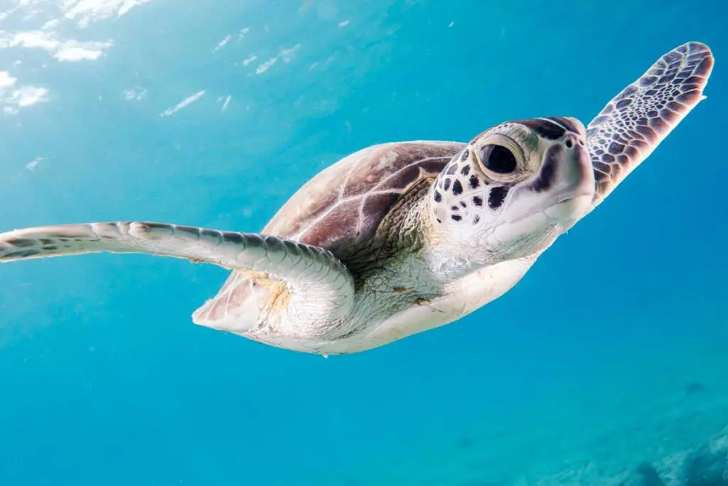 Bucear en colombia: siete destinos imperdibles para nadar con peces Nuquí, tortuga