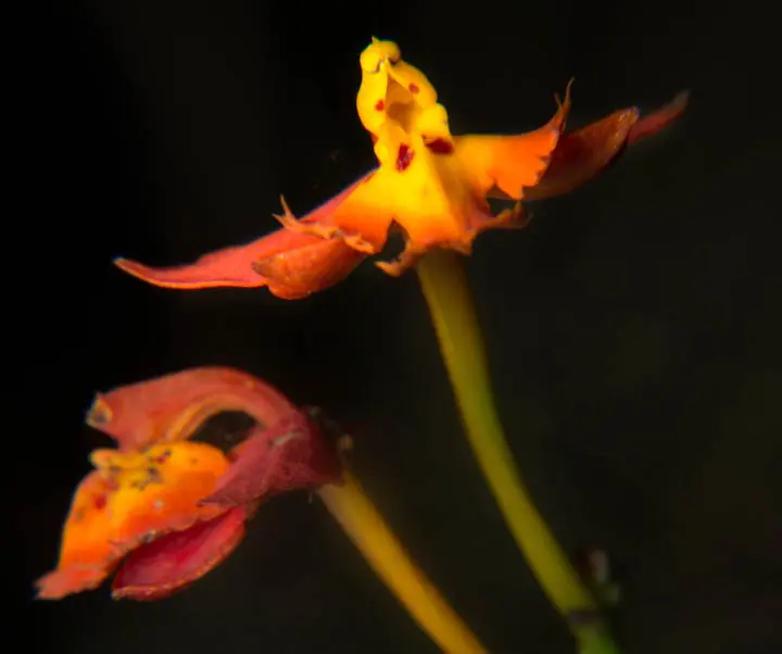 Orquídeas en la ciudad luz Orquídeas en la ciudad luz
