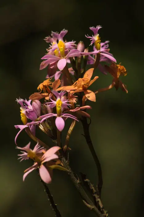 Orquídeas en la ciudad luz Orquídeas en la ciudad luz