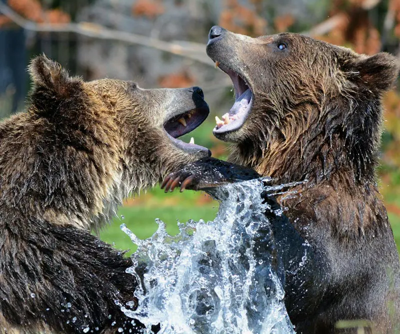 Lo que los humanos podemos aprender de los osos Lo que los humanos podemos aprender de los osos