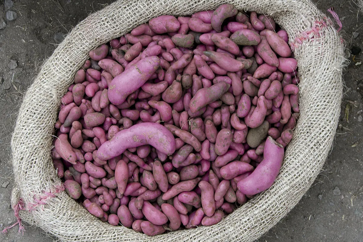 recetas del Cauca