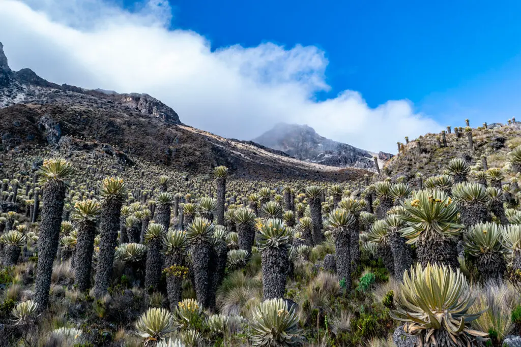 Manizales: entre las ciudades más acogedoras del mundo