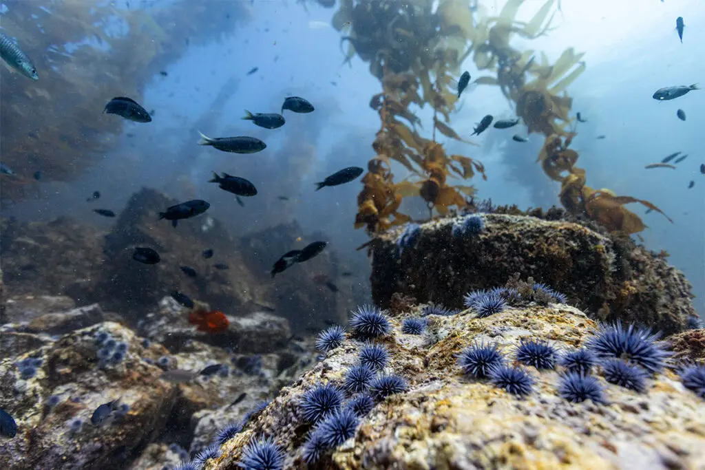 Océanos con David Attenborough, el documental que muestra que la vida marina aún tiene esperanza Océanos David Attenborough