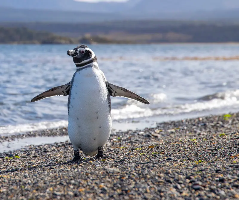 El secreto del liderazgo está en la Antártida: 5 lecciones de los pingüinos
