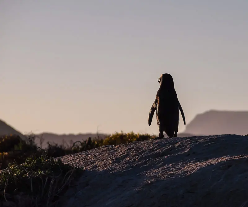 El secreto del liderazgo está en la Antártida: 5 lecciones de los pingüinos