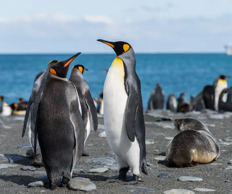 ¿Cuáles son los animales más fieles del reino animal? animales más fieles
