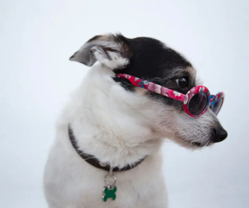 Depresión y conductas antisociales: los peligros de humanizar a su mascota