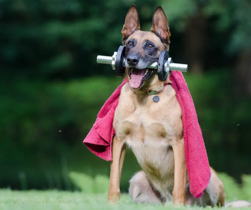 Depresión y conductas antisociales: los peligros de humanizar a su mascota