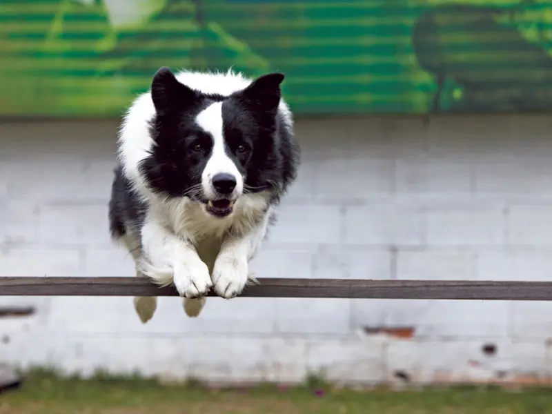 24 preguntas para entender a su perro