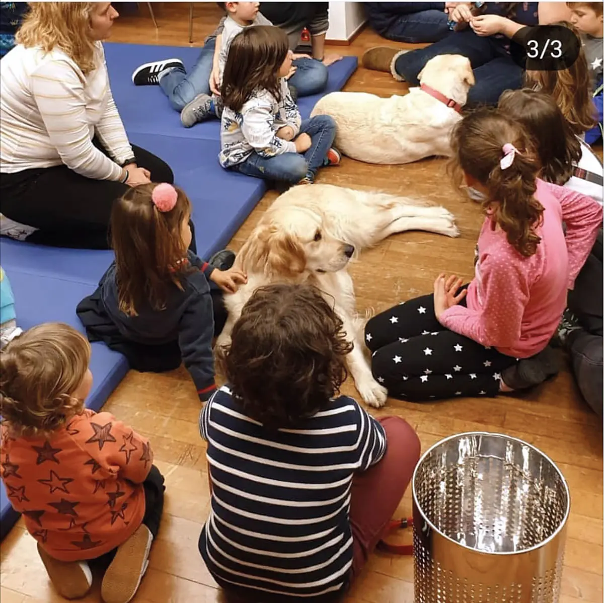 Perros de asistencia: cuando una mascota le puede salvar la vida