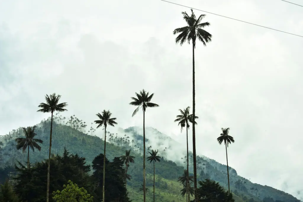 De montañas, aves y café: razones para enamorarse del quindío