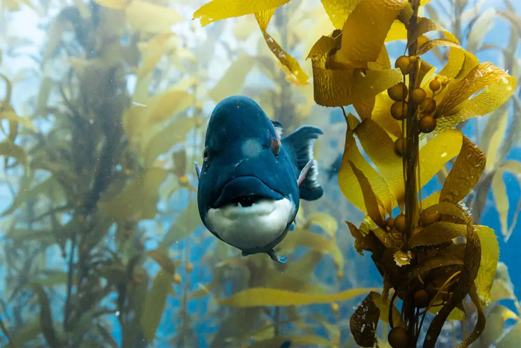 Océanos con David Attenborough, el documental que muestra que la vida marina aún tiene esperanza Océanos David Attenborough