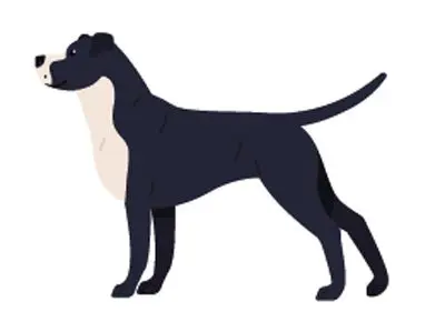 Guía para adoptar perros en colombia Guía para adoptar perros en colombia