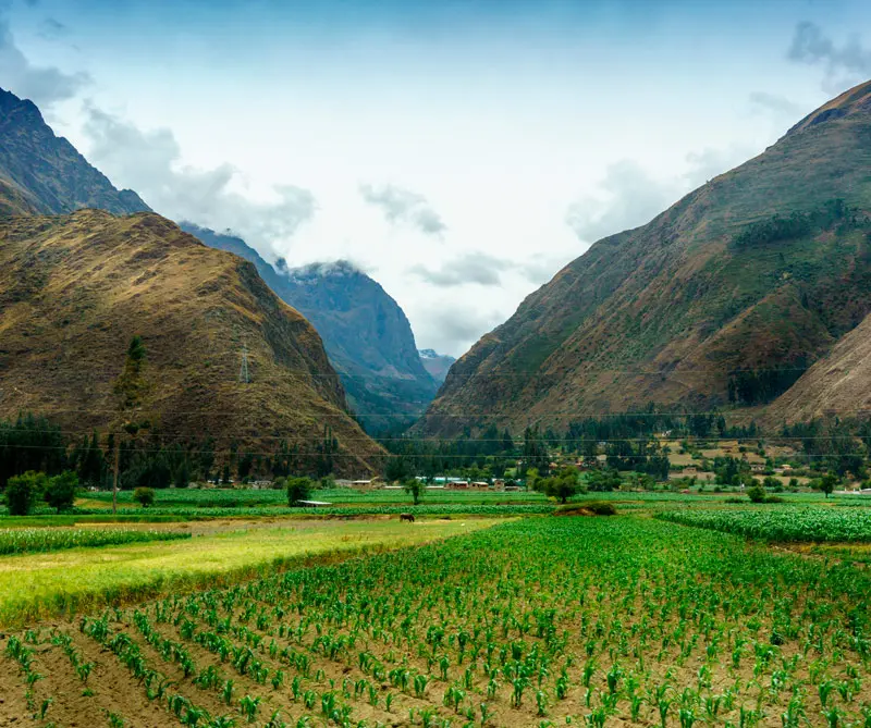 Ecuador: Orellana, Sucumbíos, Esmeraldas, Imbabura y Napo son algunas de las regiones en donde encontrará los cafetales de calidad y con técnicas modernas de cultivo que permite una mayor productividad con granos de café Arábica (Arabia) y Robusta (África).