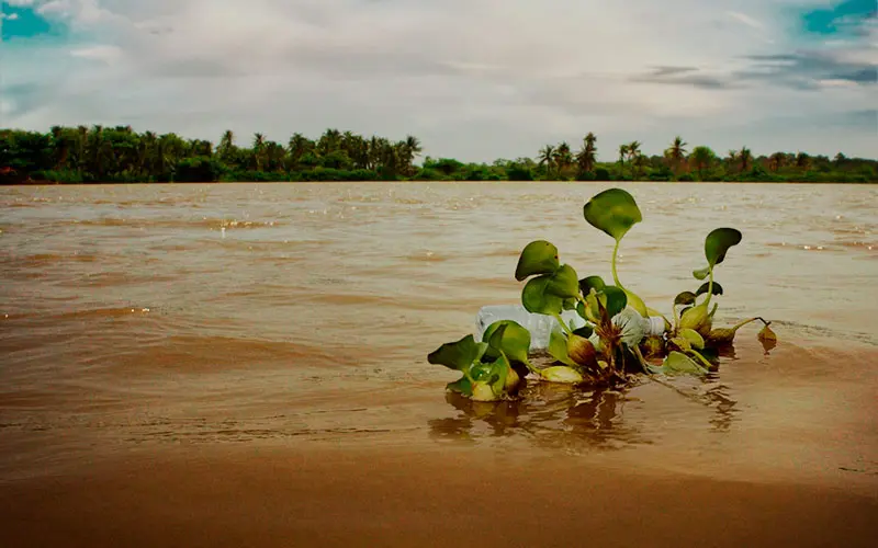 “la isla de plástico también es culpa de nosotros”, pirry