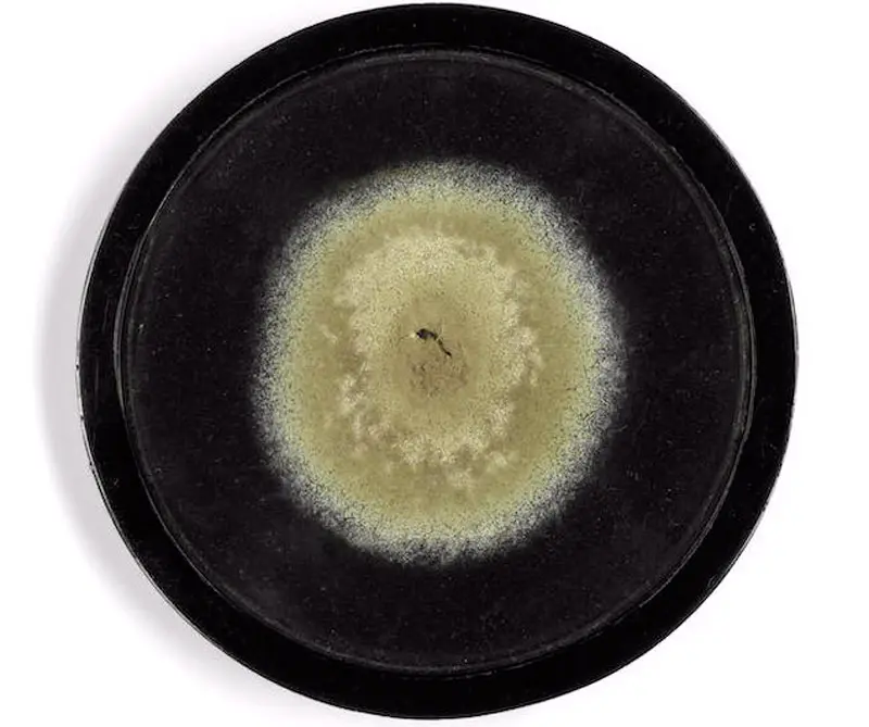 Alguien pagó más de 40 millones de pesos por un plato de moho