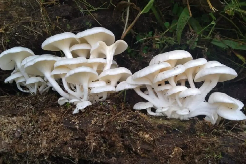 Hongos: un reino sorprendente por descubrir en Colombia hongos