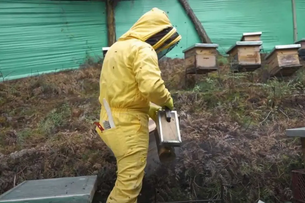 Apicultor, Apiman, abejas,