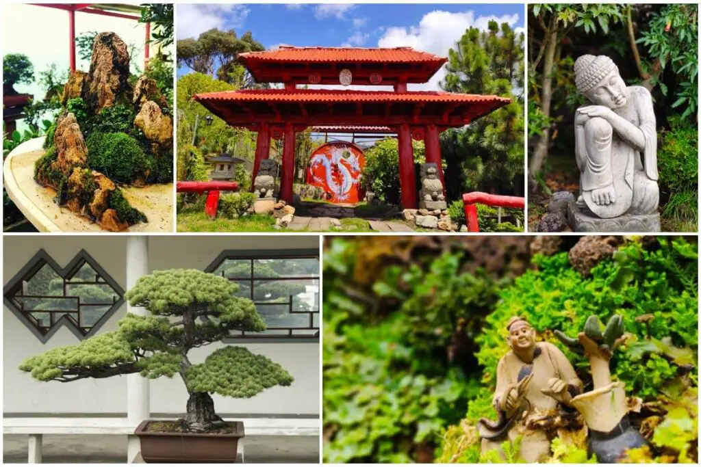 El dragón dorado: un museo de bonsáis y meditación cerca de bogotá
