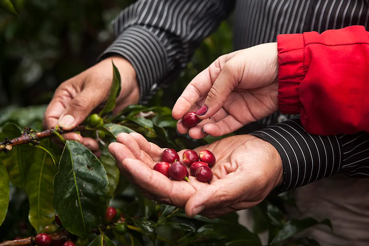 caficultoras, Facebook