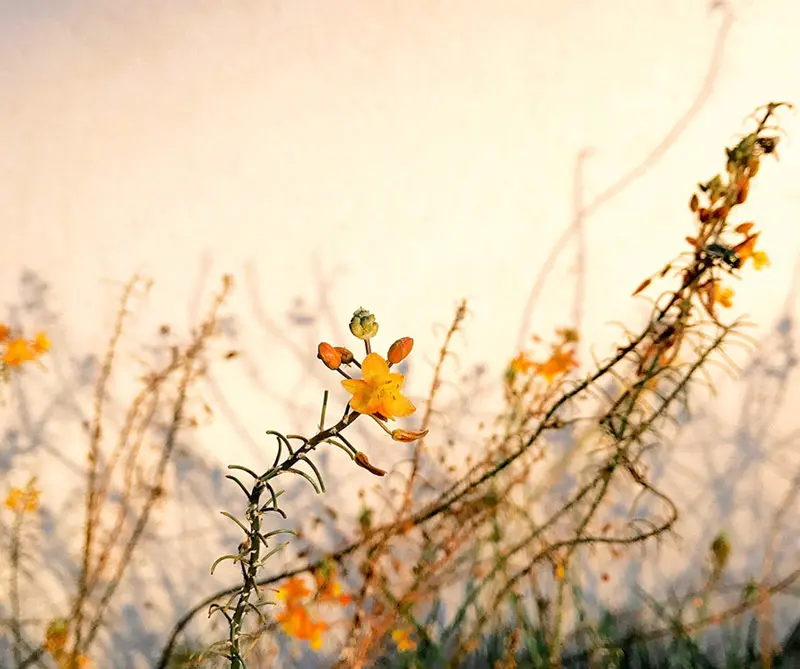 Abstracto: Glenn Homann.