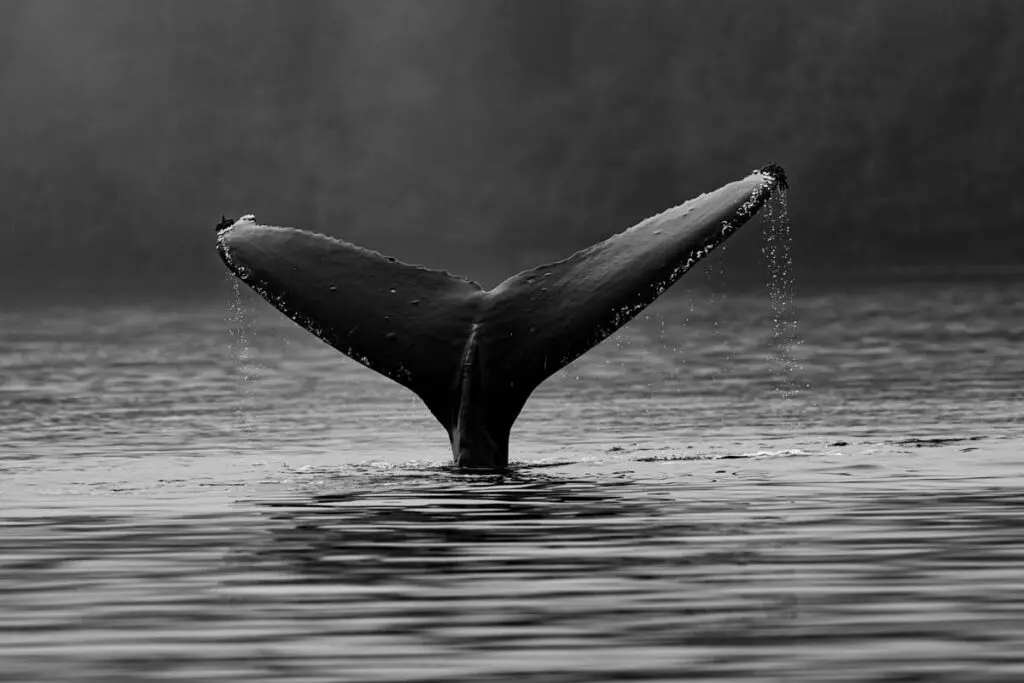 Lo que podemos aprender de las ballenas para la vida diaria Ballenas