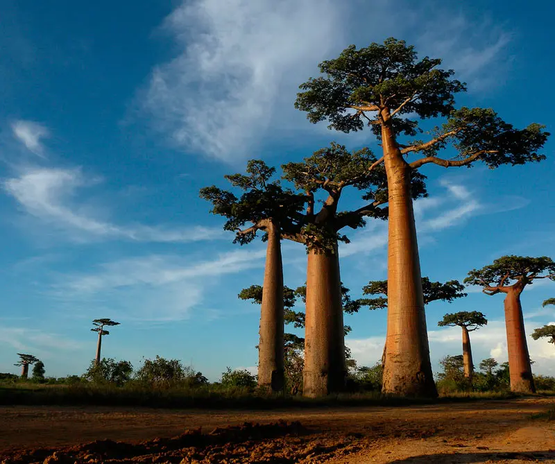¿qué es y para qué sirve el baobab? ¿qué es y para qué sirve el baobab?