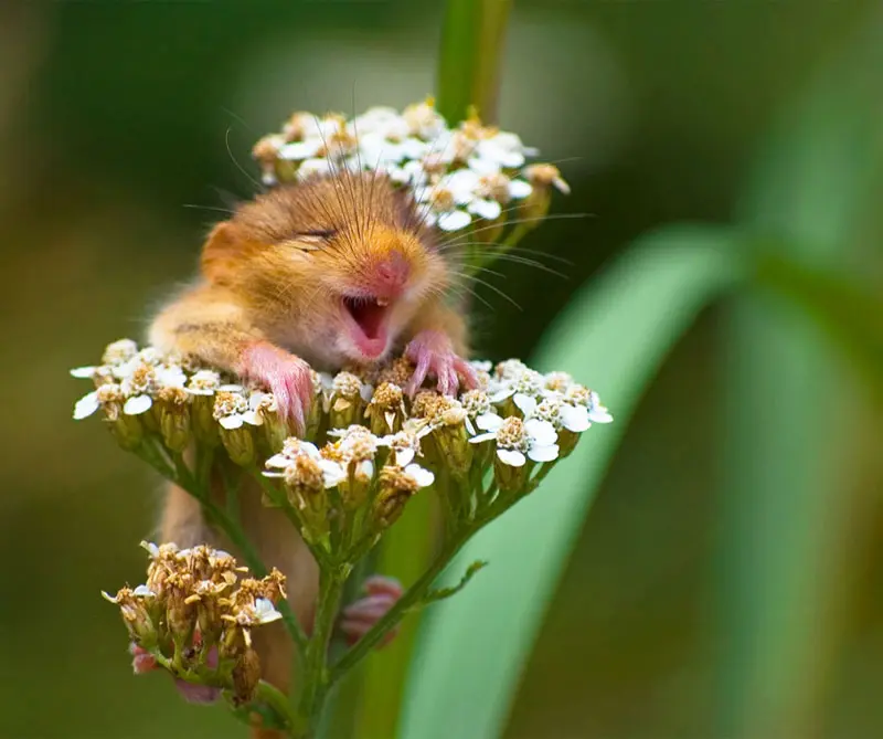 Galería: el lado cómico del reino animal