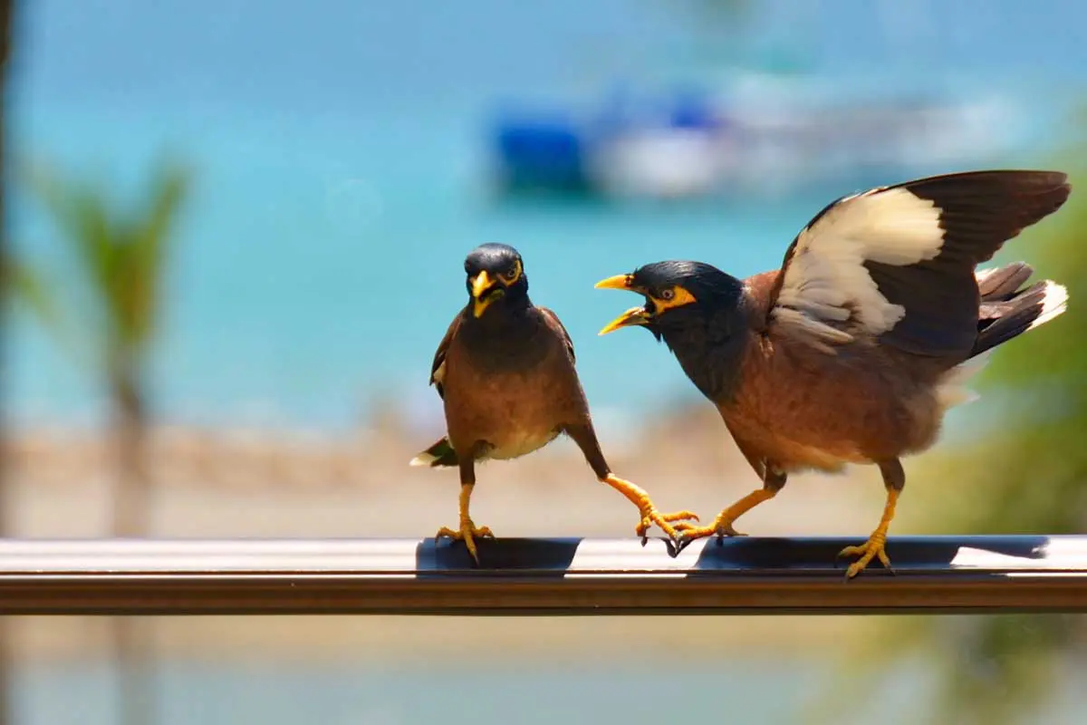 enojo, comida, mal genio