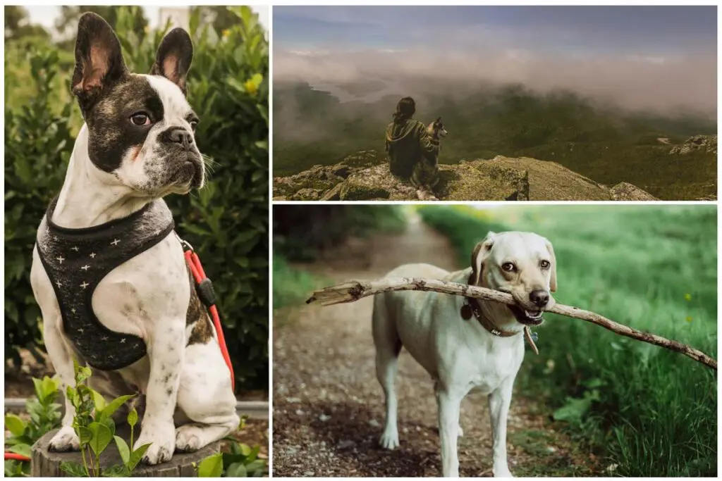 Compartir con su perro