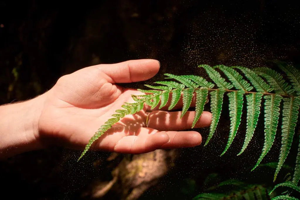 Naturaleza musical