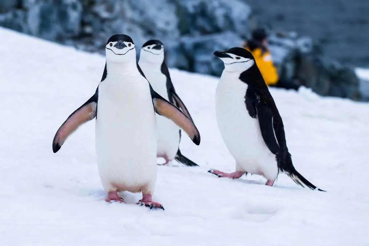 Pingüinos