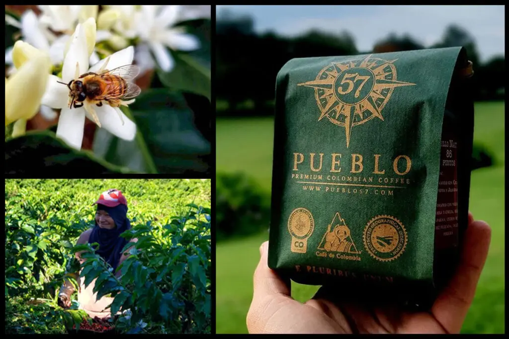 Pueblo 57, el café especial cultivado en el valle del cauca para el mundo Cerezas de café