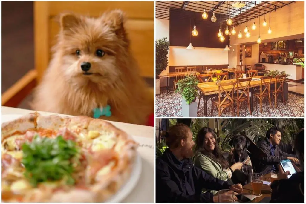 Estos son los verdaderos restaurantes pet friendly de bogotá Estos son los verdaderos restaurantes pet friendly de bogotá