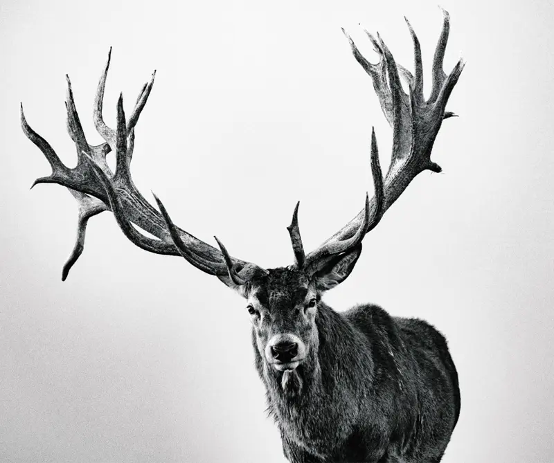 © Adam Pretty, Australia, Shortlist, Profesional, Deportes, 2018 Sony World Photography Awards.