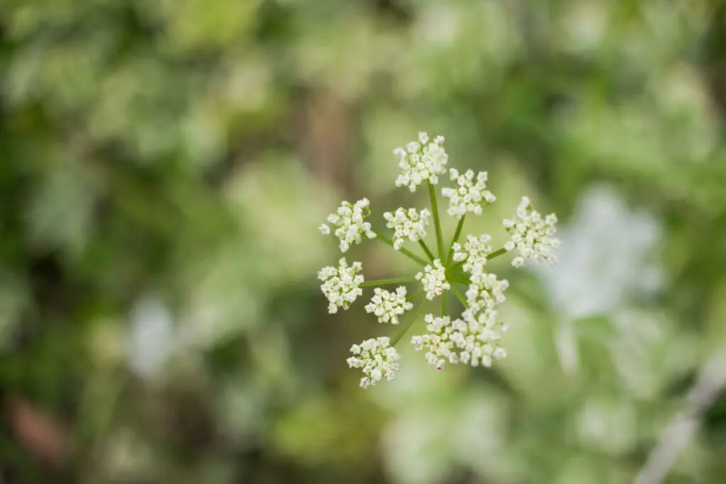 La valeriana, una planta polifacética Valeriana, facebook