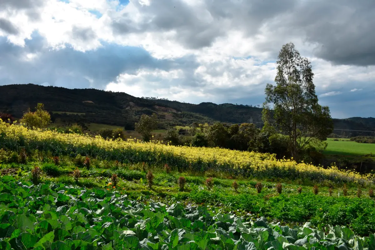 Cosecha en Chingaza