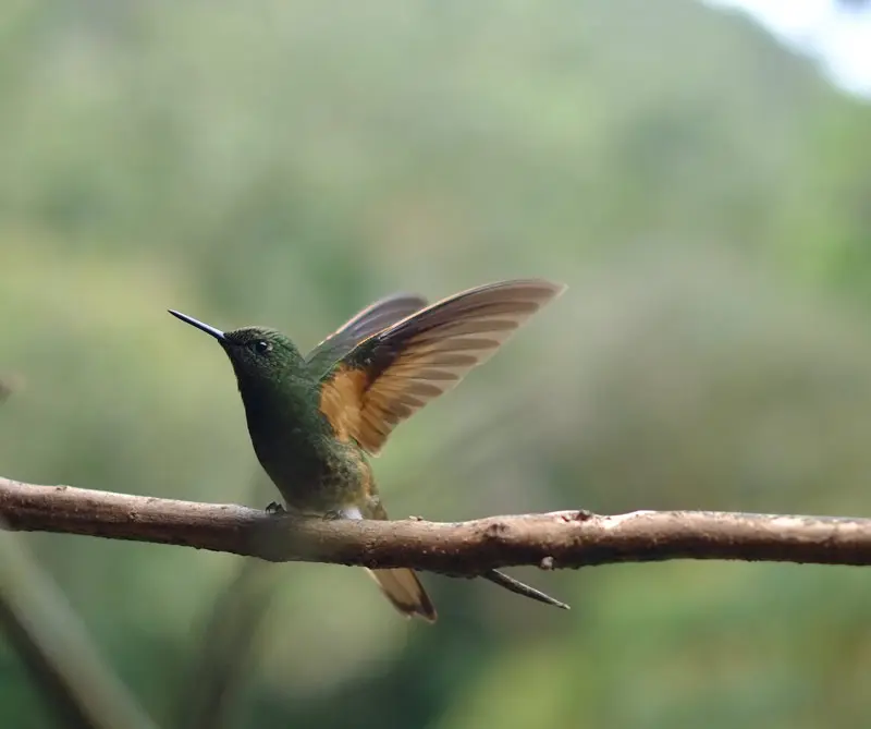 Colombia es finalista del concurso mundial de WWF Colombia es finalista del concurso mundial de WWF