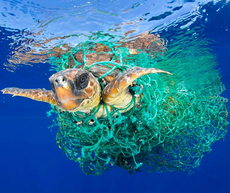 Galería: estas son las imágenes ganadoras del World Press Photo 2017 World Press Photo del Año: tomada por Burhan Ozbilici para AP Photo. Título: An Assassination in Turkey