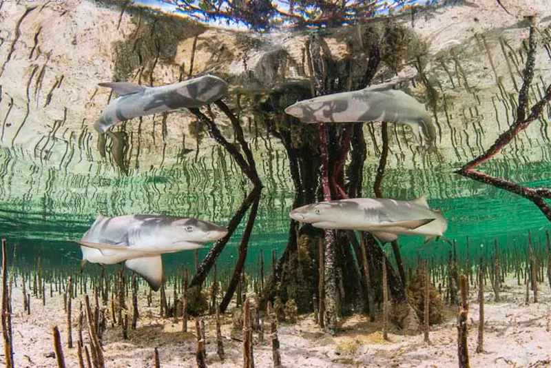 Premios de fotografía submarina: las mejores fotos del mundo bajo el agua