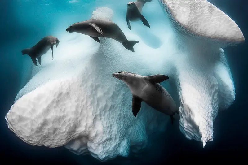 Premios de fotografía submarina: las mejores fotos del mundo bajo el agua