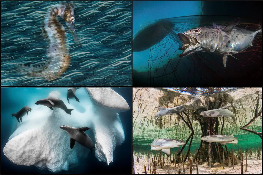Premios de fotografía submarina