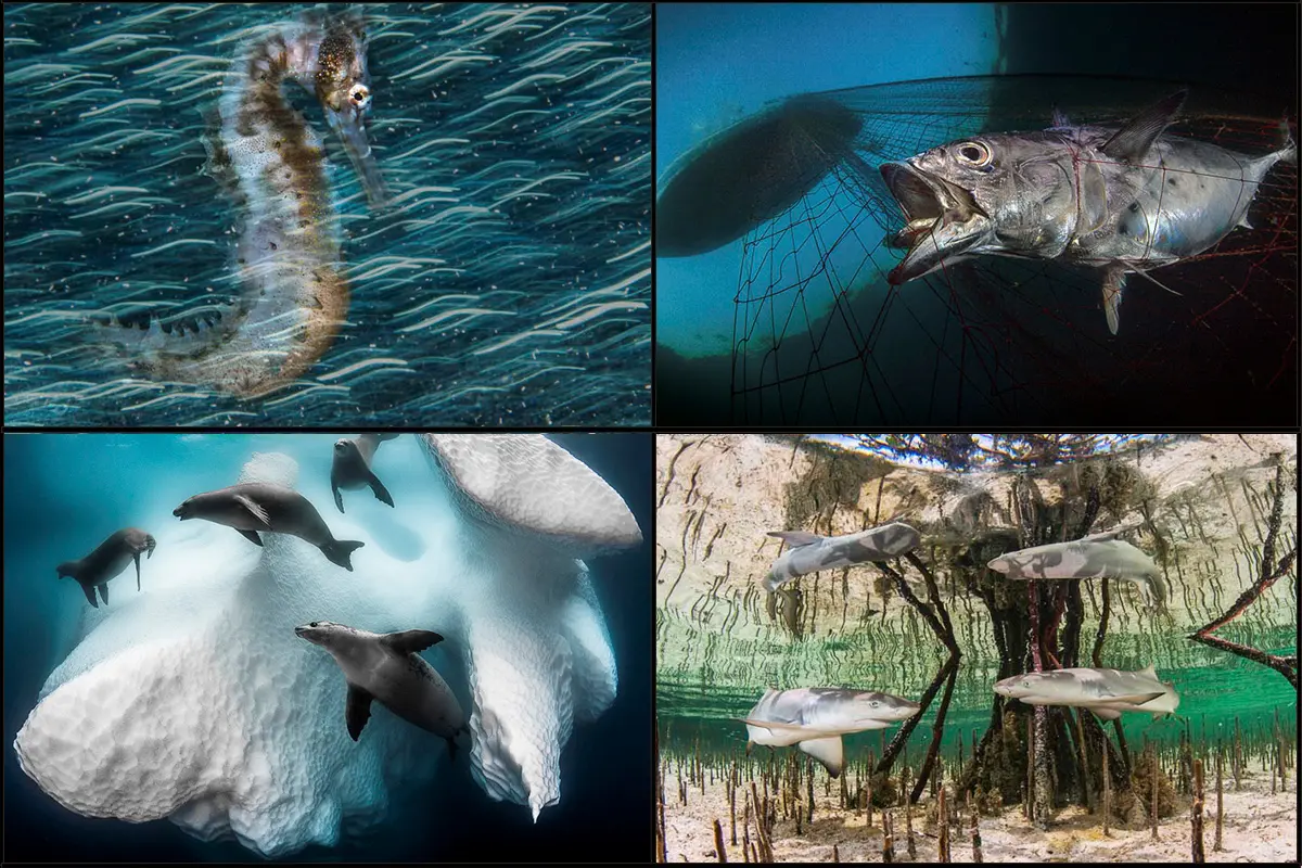 Premios de Fotografía Submarina