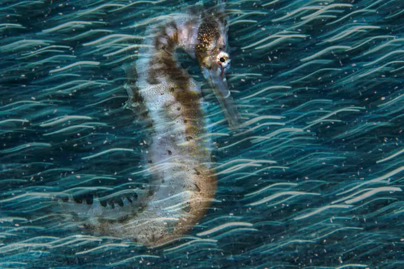 Premios de fotografía submarina: las mejores fotos del mundo bajo el agua