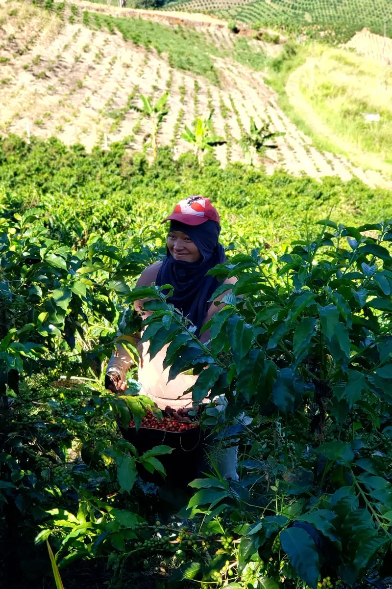 Pueblo 57 recolectora